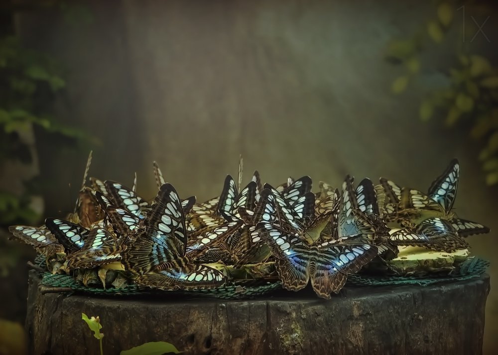 Blue Butterfly Gathering