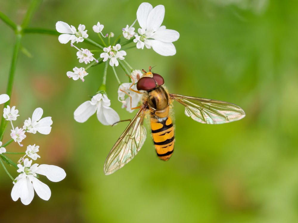 Summer Hoverfly on Flower
