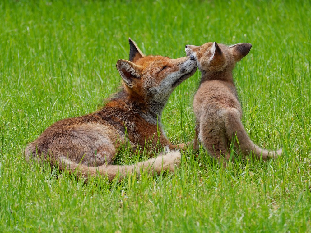 Sweet Fox Embrace
