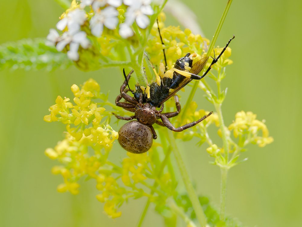 Spider Hunts Wasp