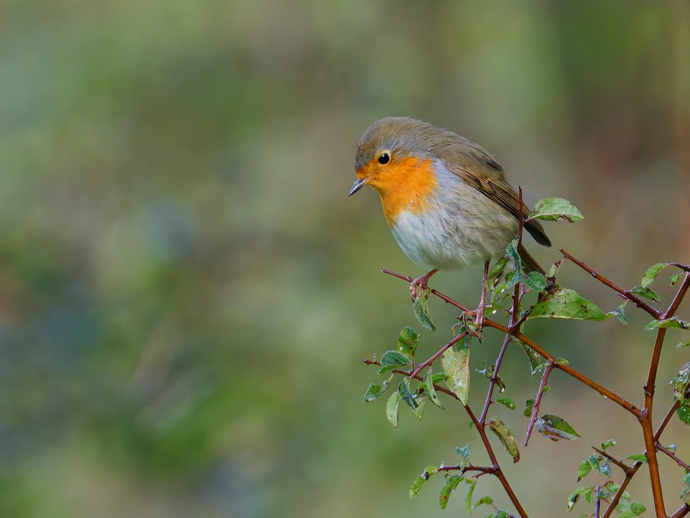 Wild Robin Perched