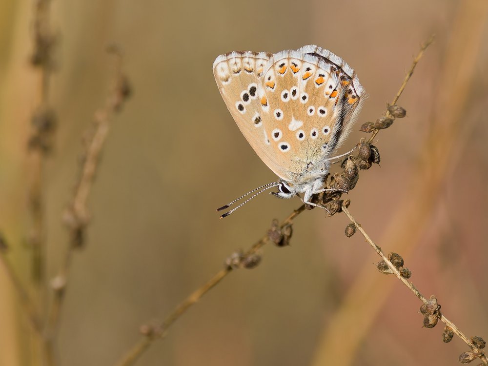Delicate Brown Butterfly