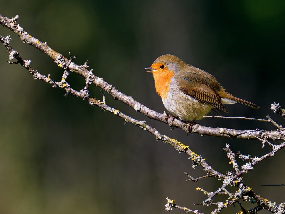Quiet Forest Robin