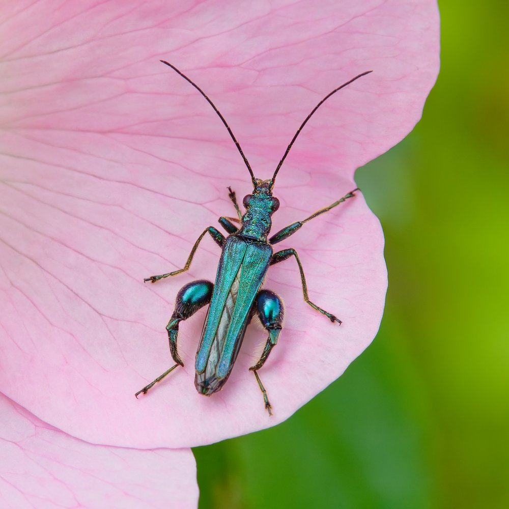Iridescent Beetle on Pink