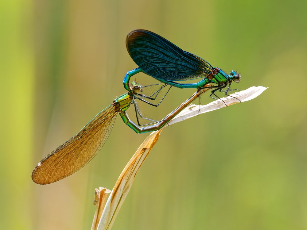 Mating Damselflies Macro