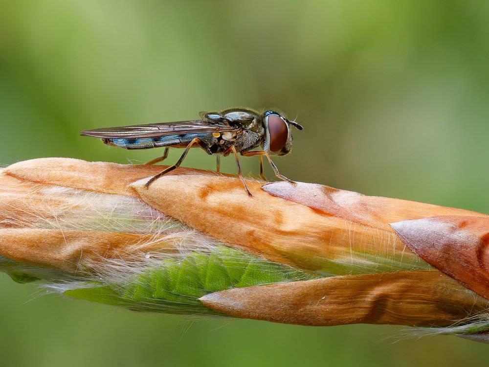 Vibrant Hoverfly Close Up