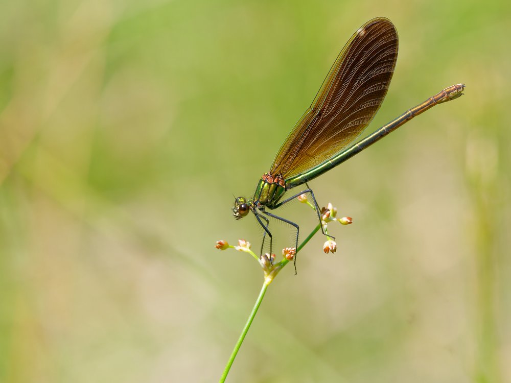 Green Damselfly Perched