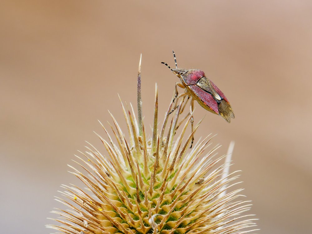 Pink Shield Bug
