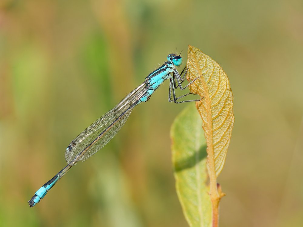 Agrion nain