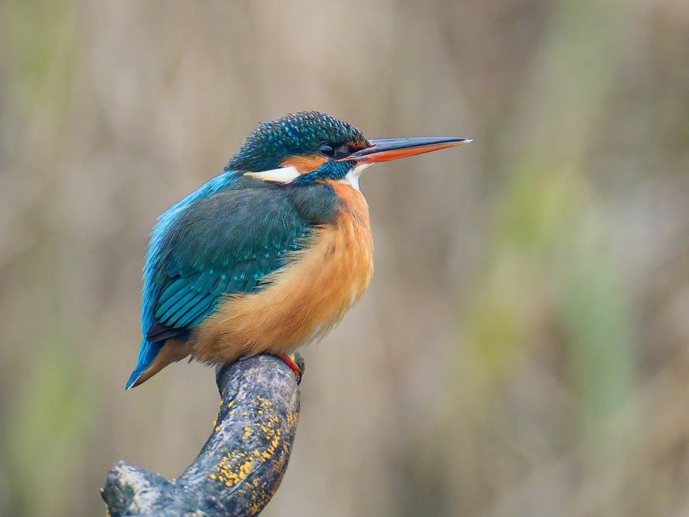 Vibrant Kingfisher Perched