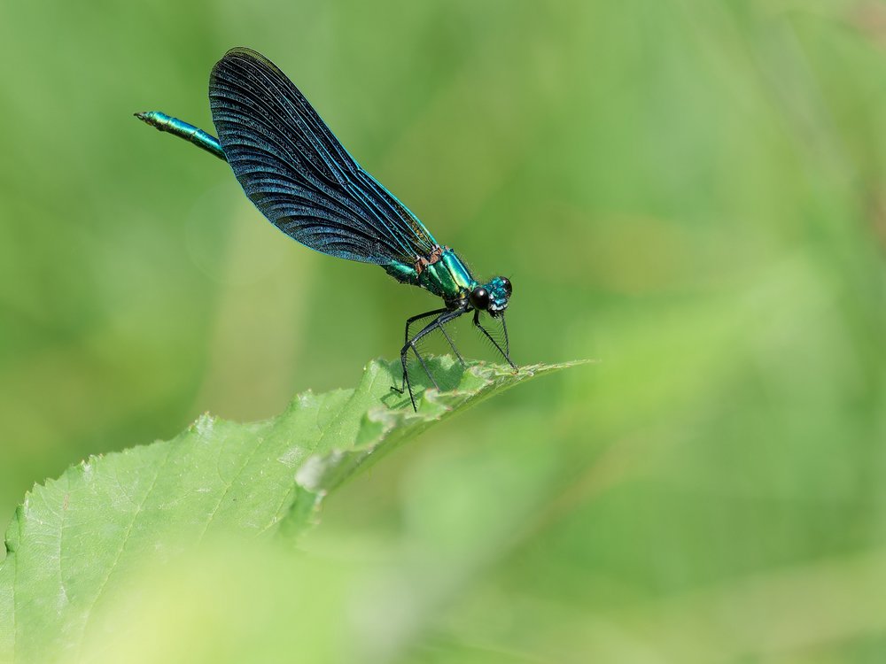 Emerald Damselfly Perched