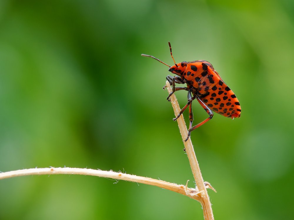 Vivid Spotted Insect