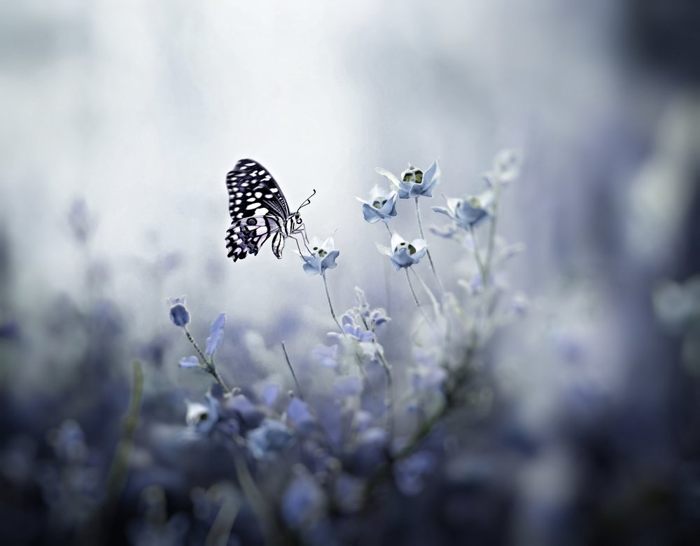Flying Butterfly Moment