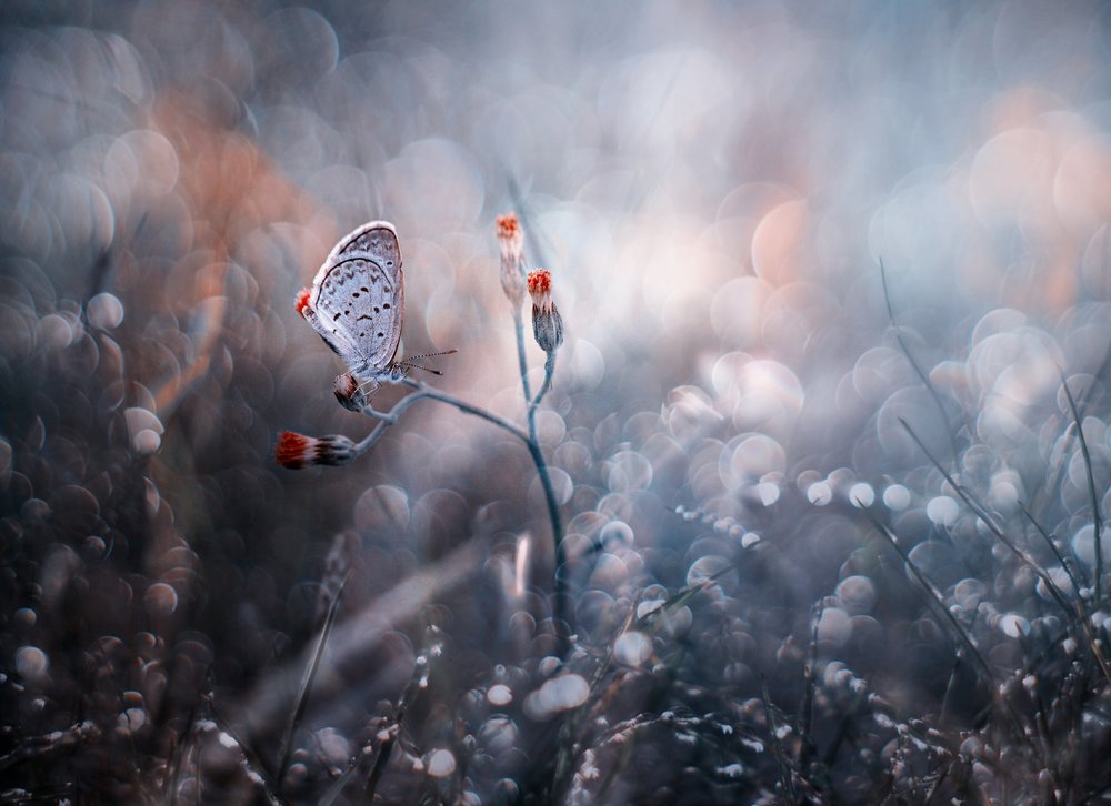 Dreamy Butterfly Bokeh