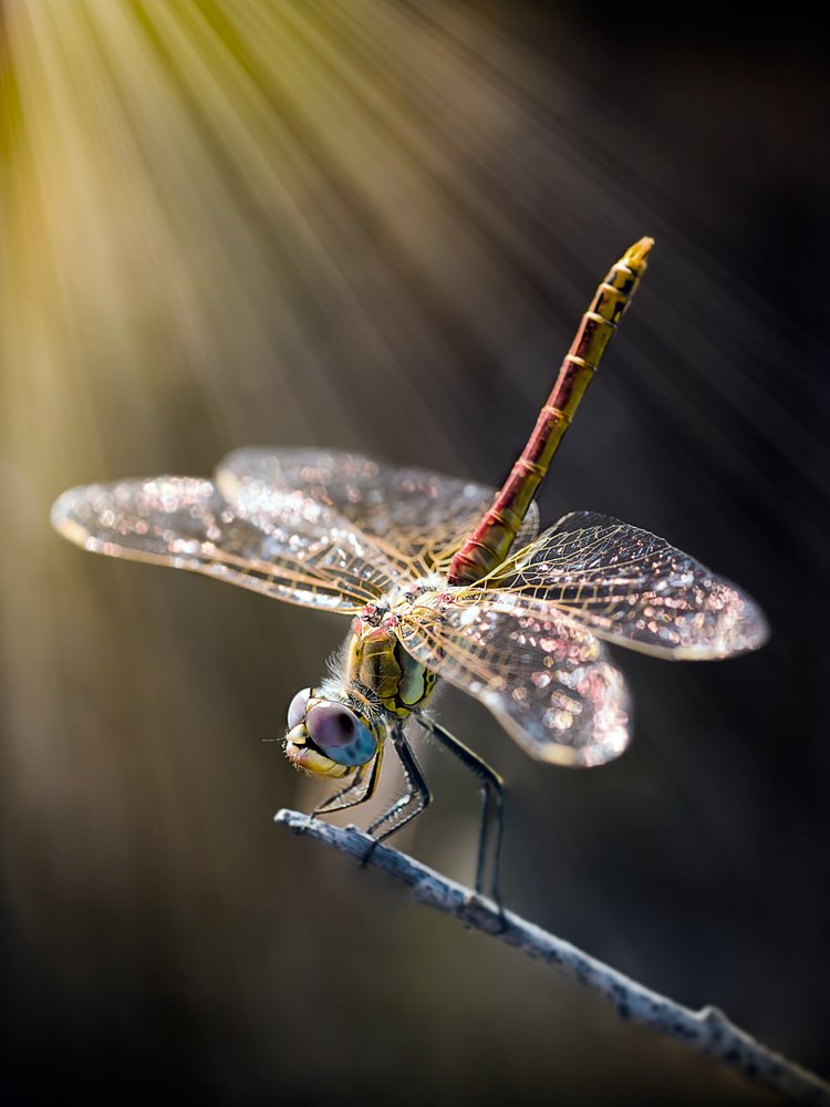 Dewy Dragonfly in Sunlight