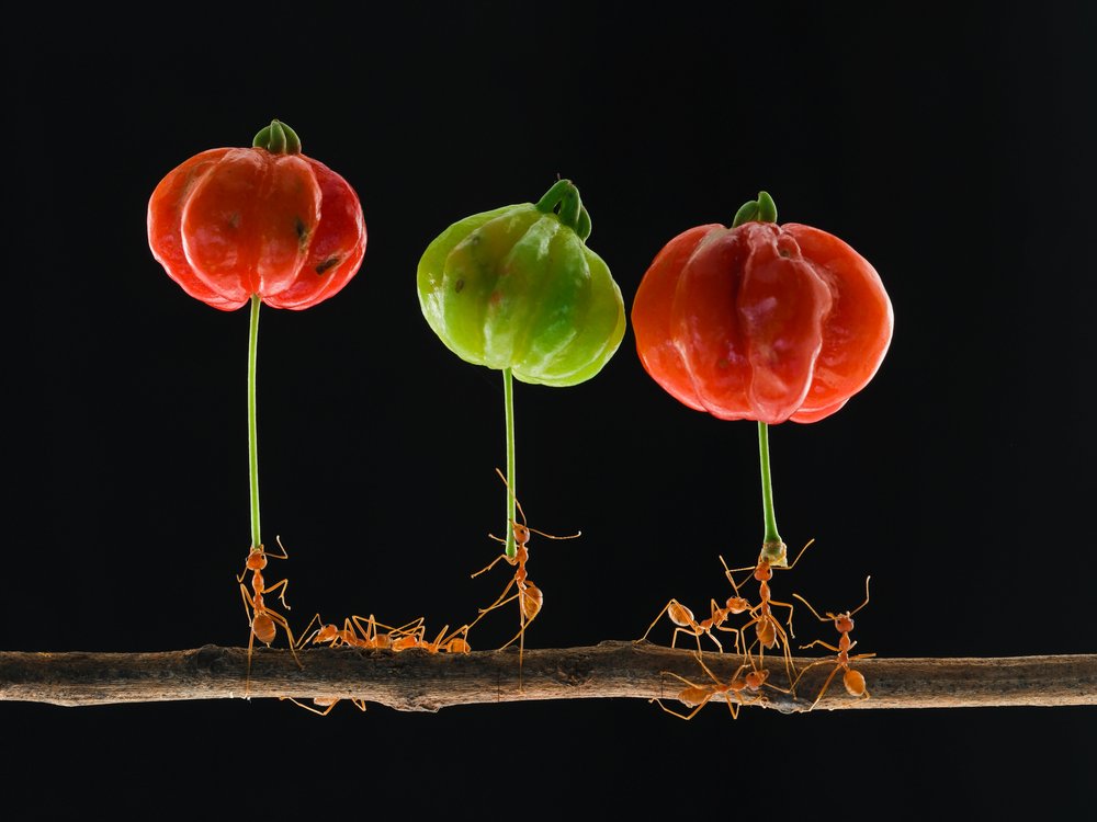 Ants Lifting Vibrant Fruits