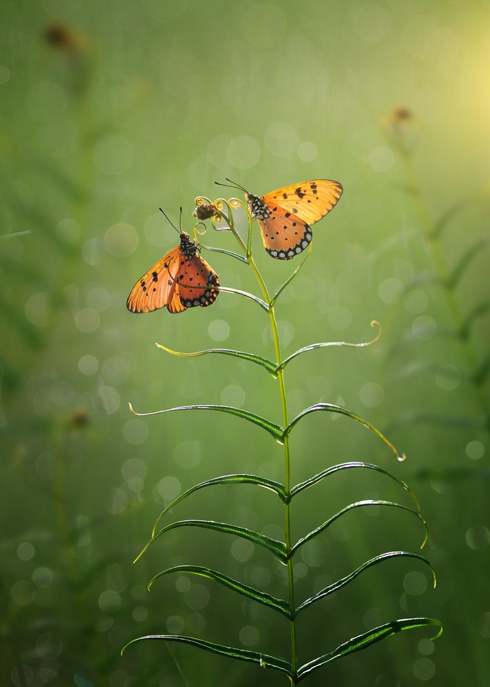 Graceful Orange Butterflies