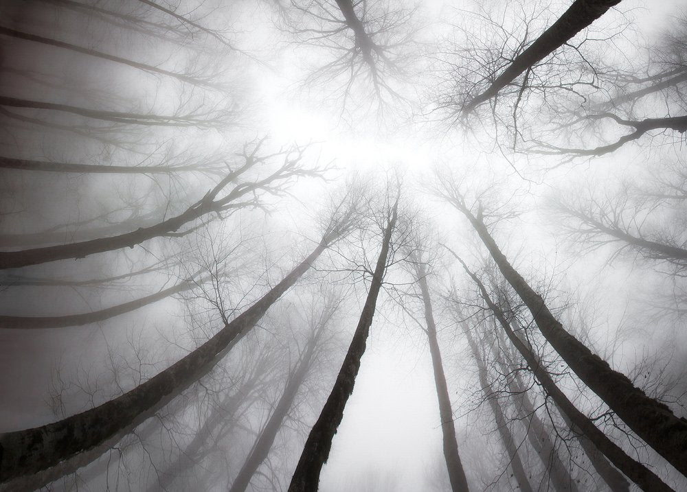 Misty Forest Perspective
