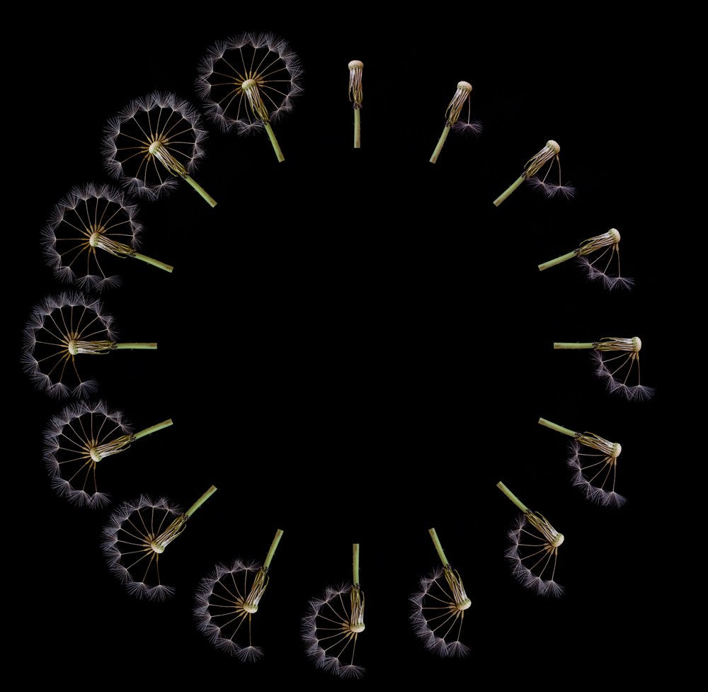 Dandelion Seed Cycle