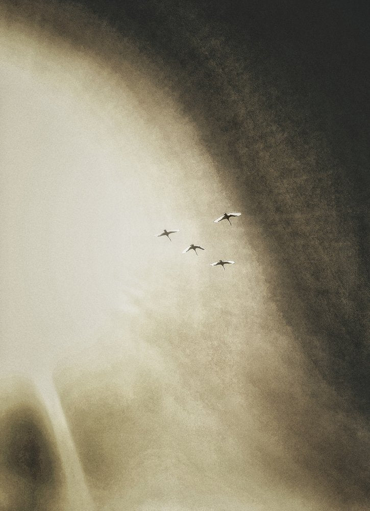 Birds Soaring Sky