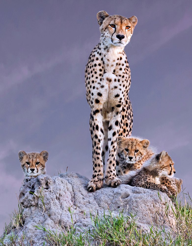 Cheetah Mother and Cubs