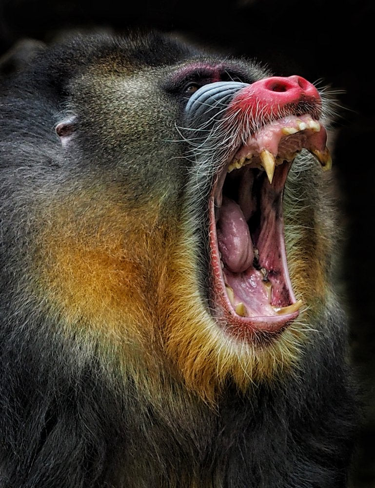 Colorful Mandrill Roar