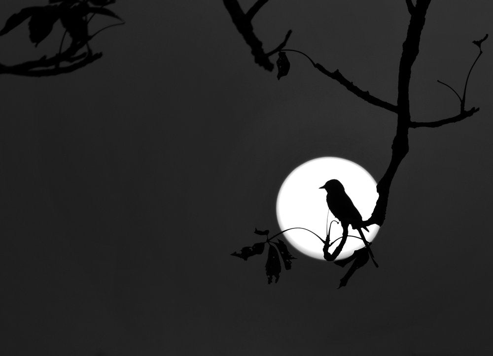 Bird On Moonlight Branch