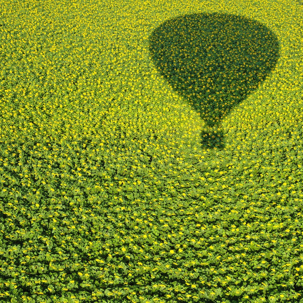 Balloon Shadow Sunflower Field