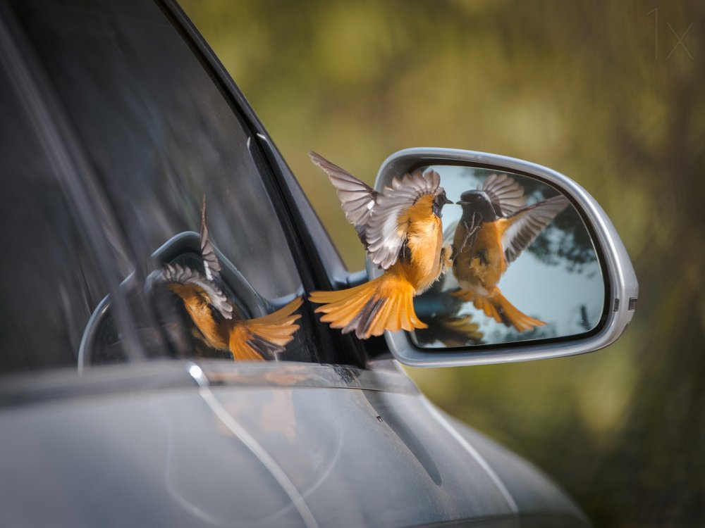 Flying Bird Mirror Reflection
