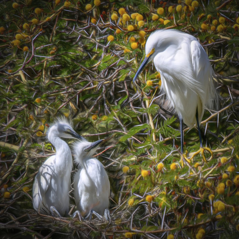 Nesting Egret Family