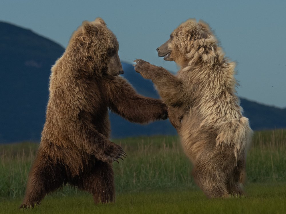 Playful Grizzly Bears