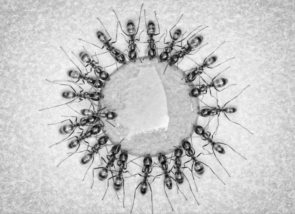 Ant Colony Circle