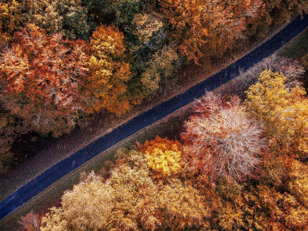 Vibrant Fall Forest Road