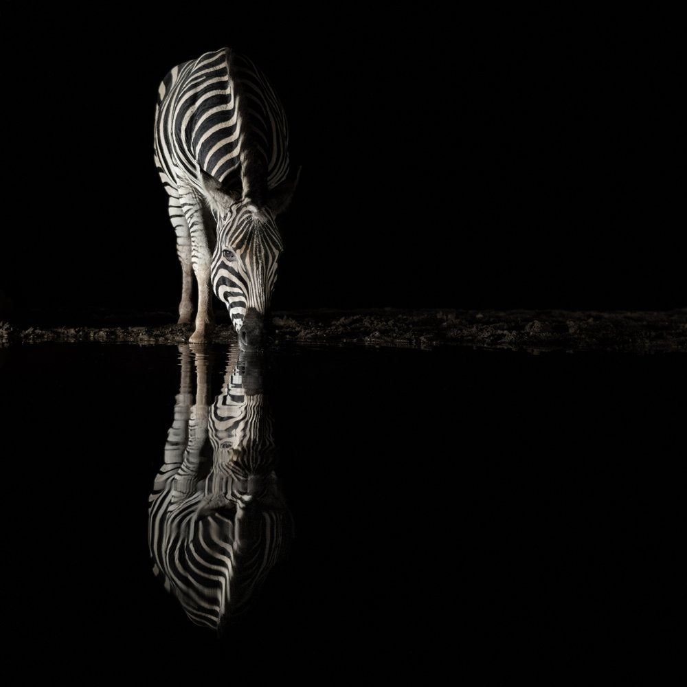 Night Zebra Reflection