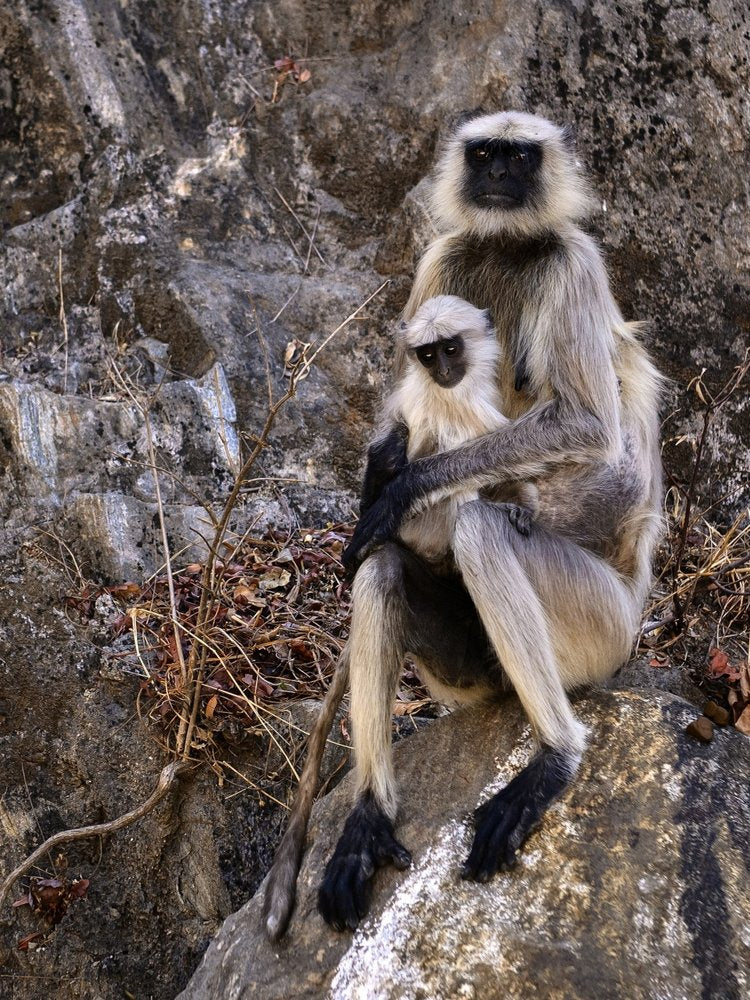 Mother And Baby Langurs