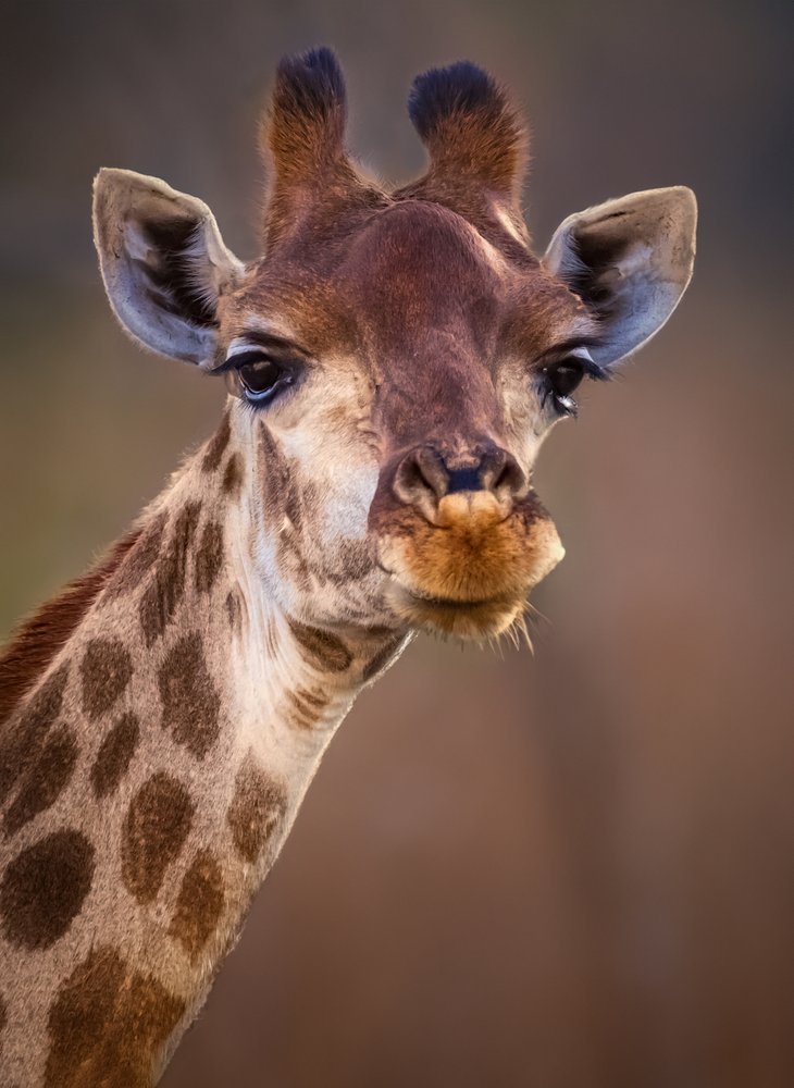 Curious Giraffe Portrait