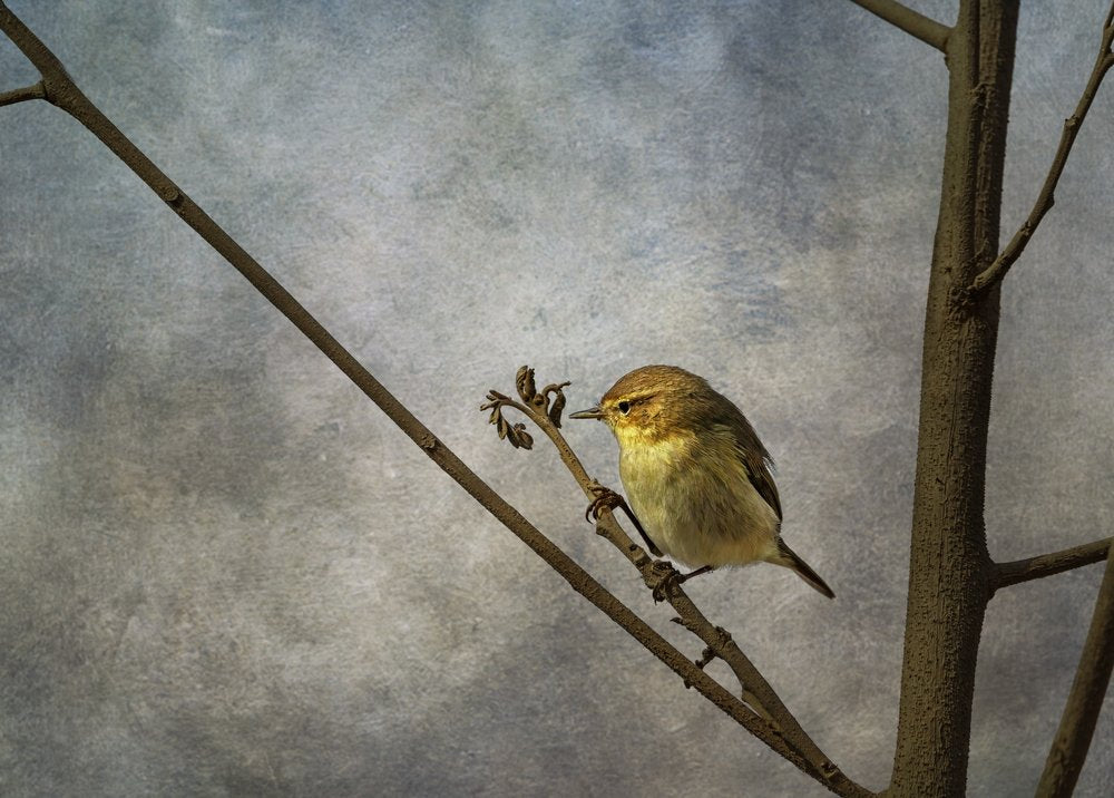 Solitary Bird on Branch