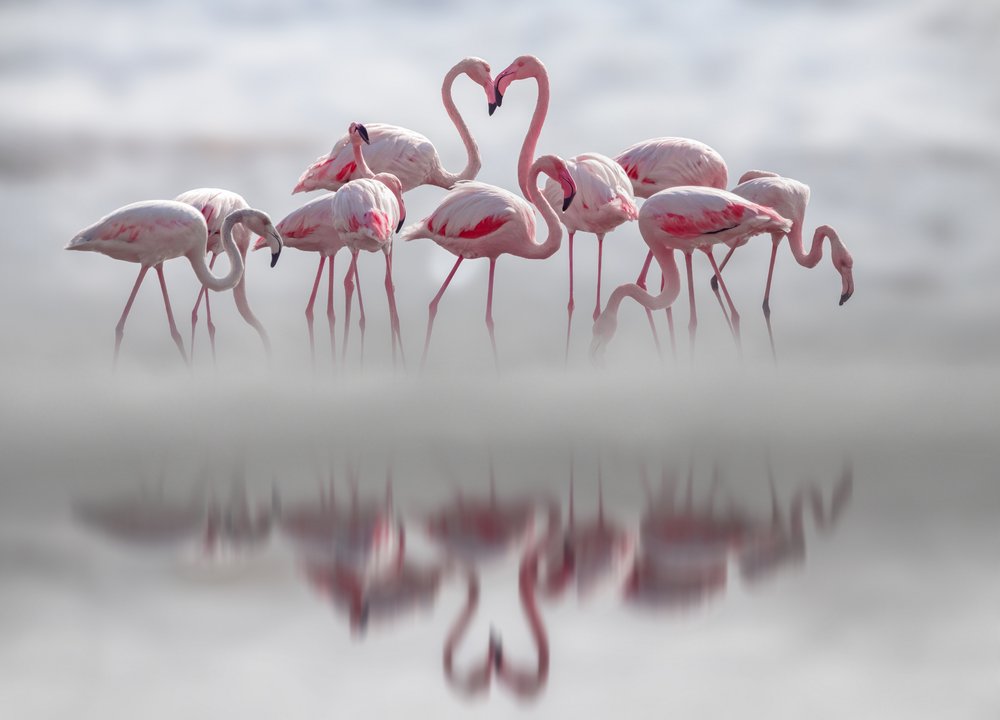 Flamingo Heart Reflection