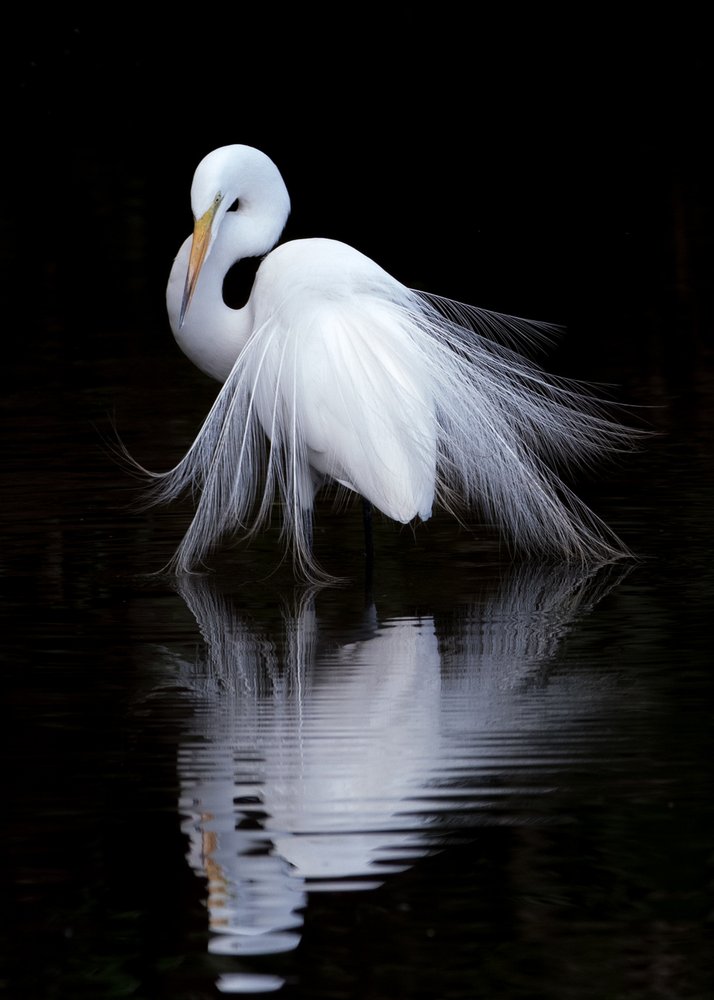 Graceful Egret Reflection