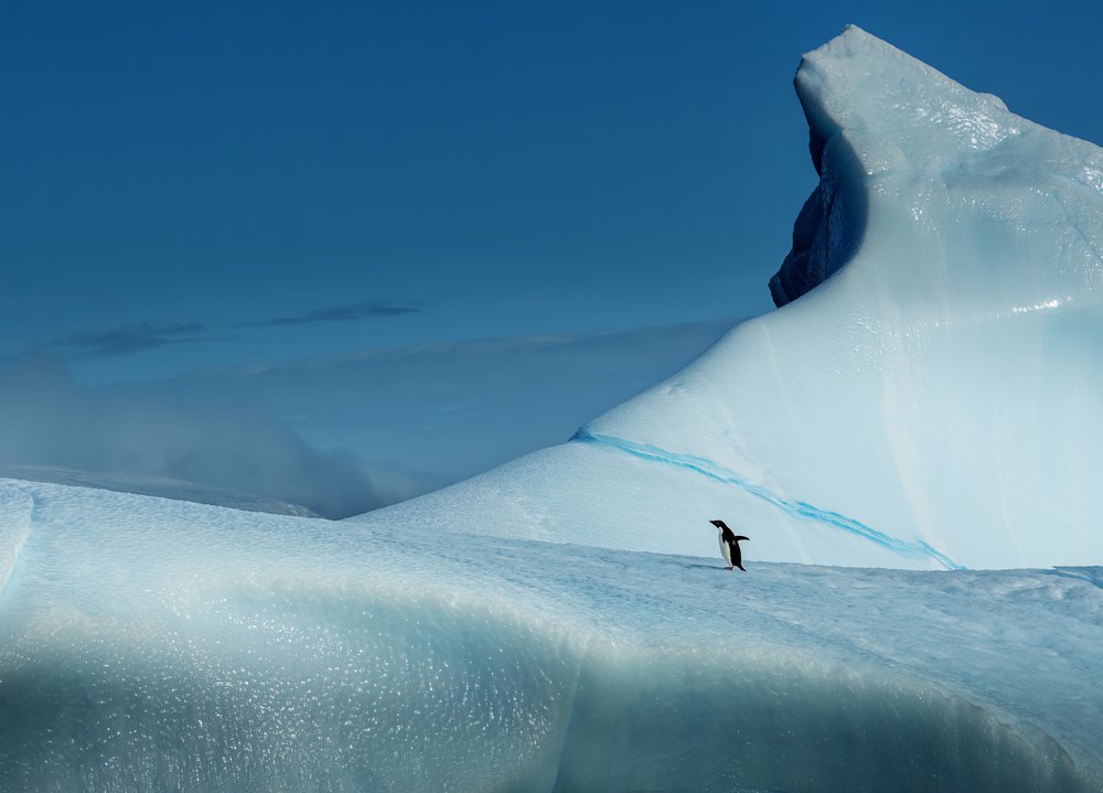 Solitary Penguin Iceberg