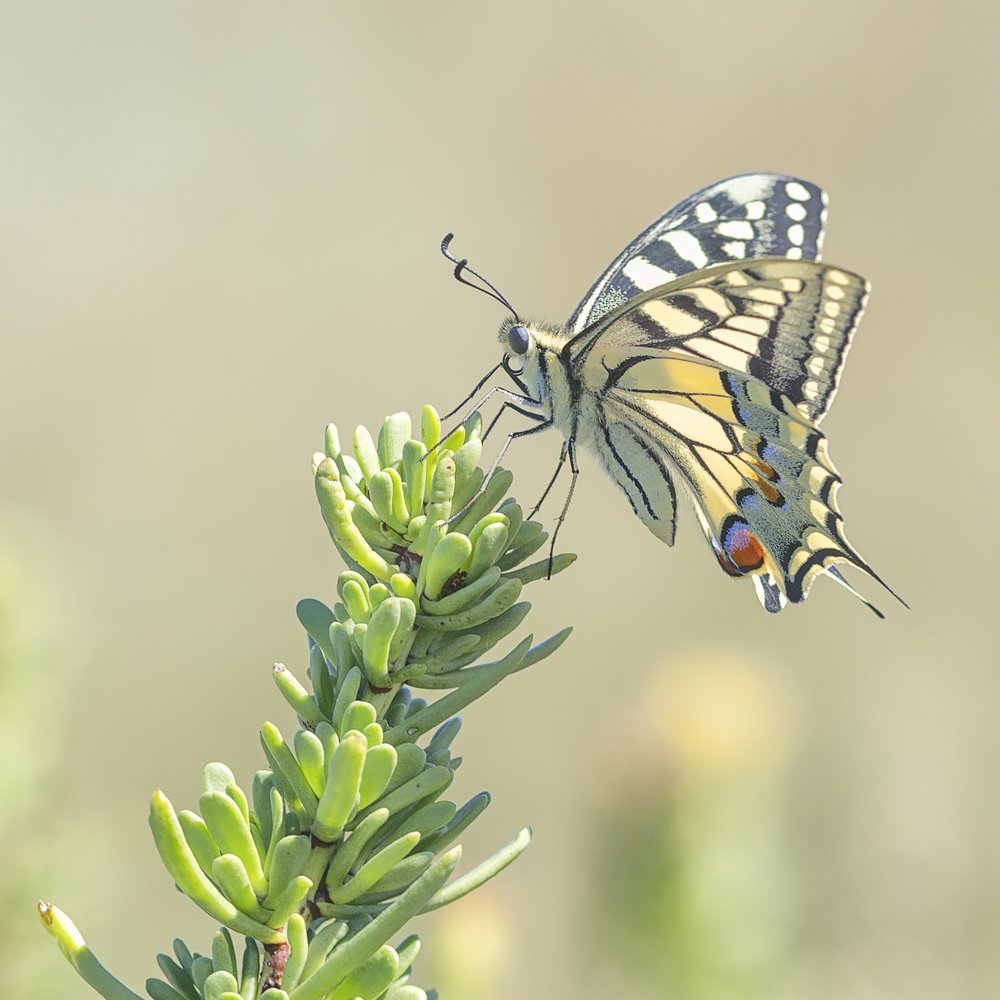 Delicate Swallowtail Butterfly