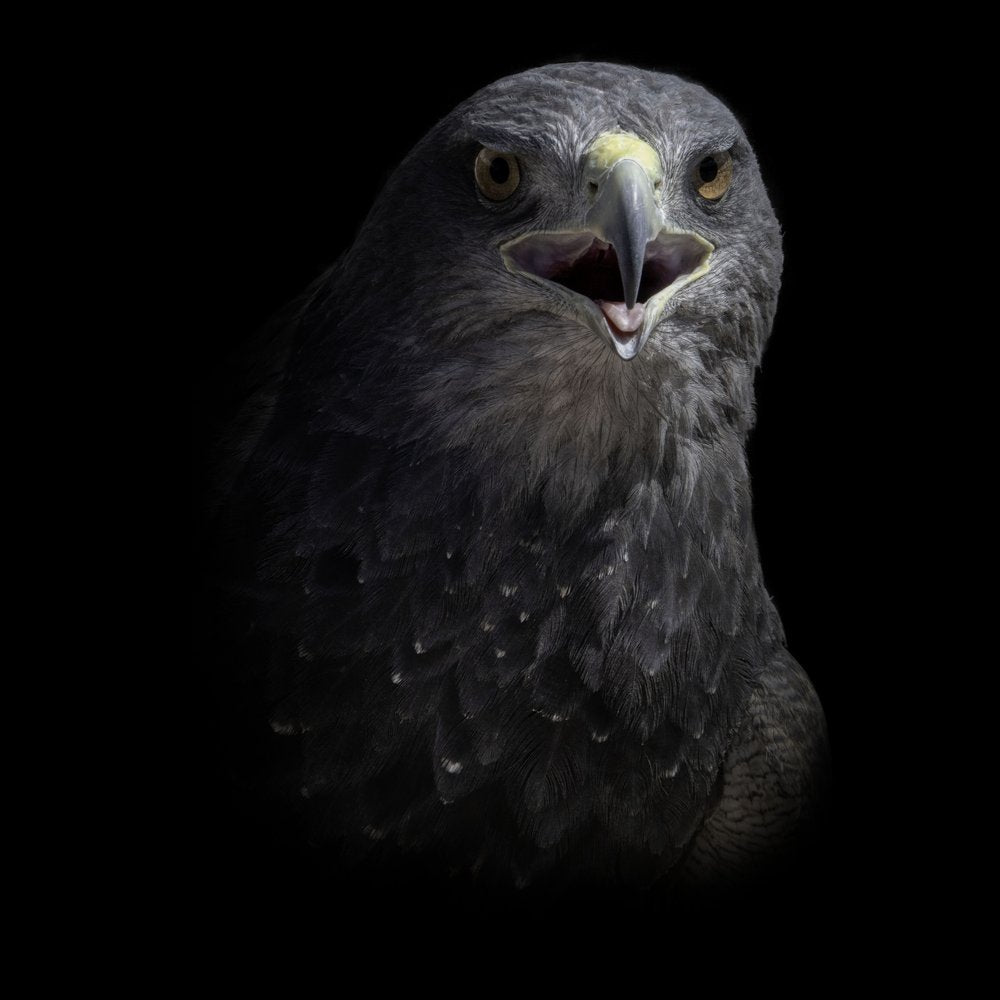 Screaming Dark Hawk