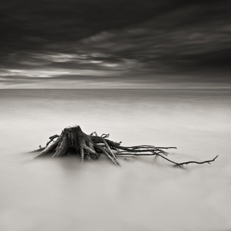 Moody Coastal Stump