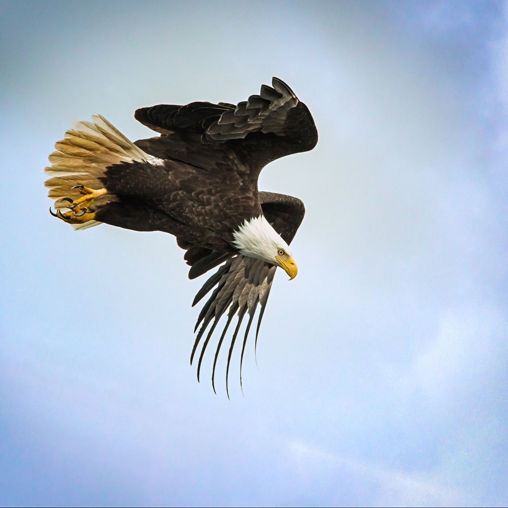 Majestic Bald Eagle Flight