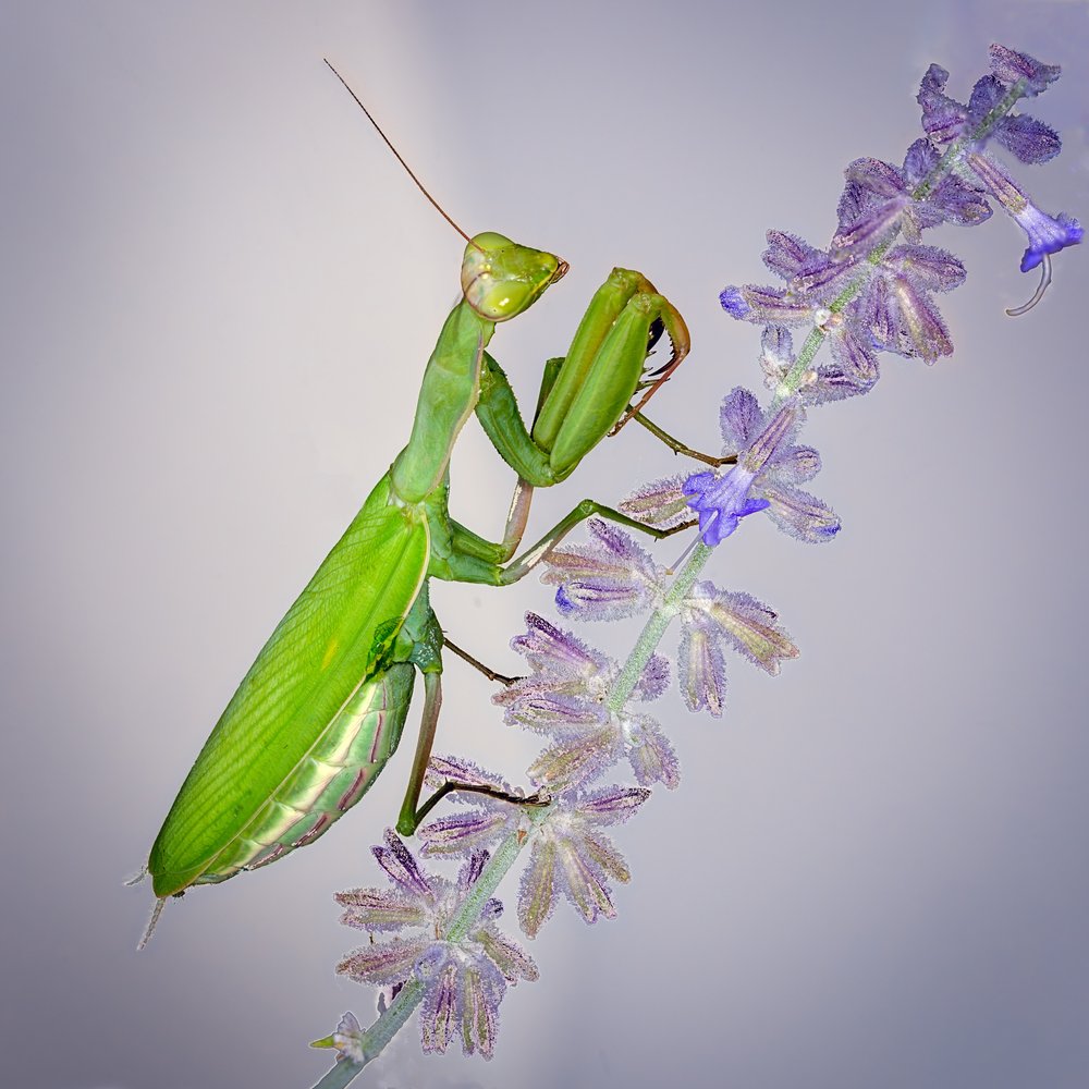 Mantis On Purple Flower