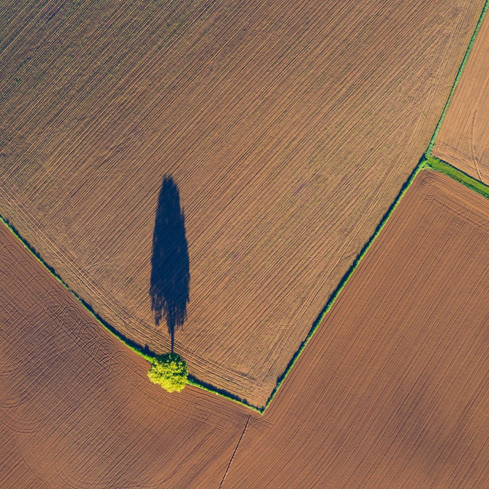 Single Tree Long Shadow