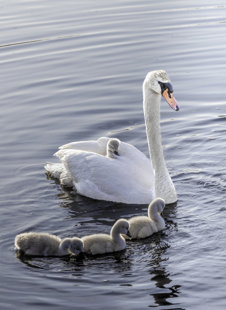 Peaceful Swan Family