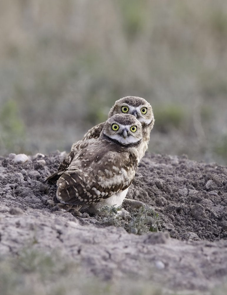 Curious Burrowing Owls
