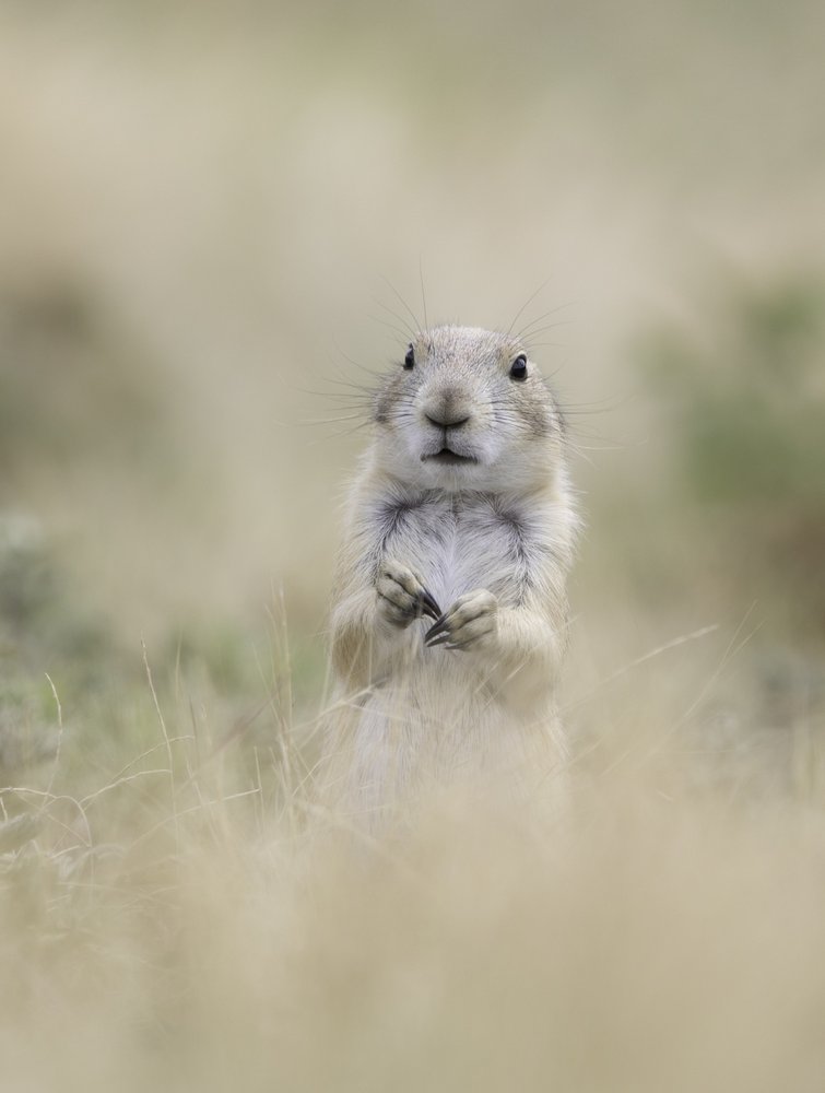 Curious Prairie Dog