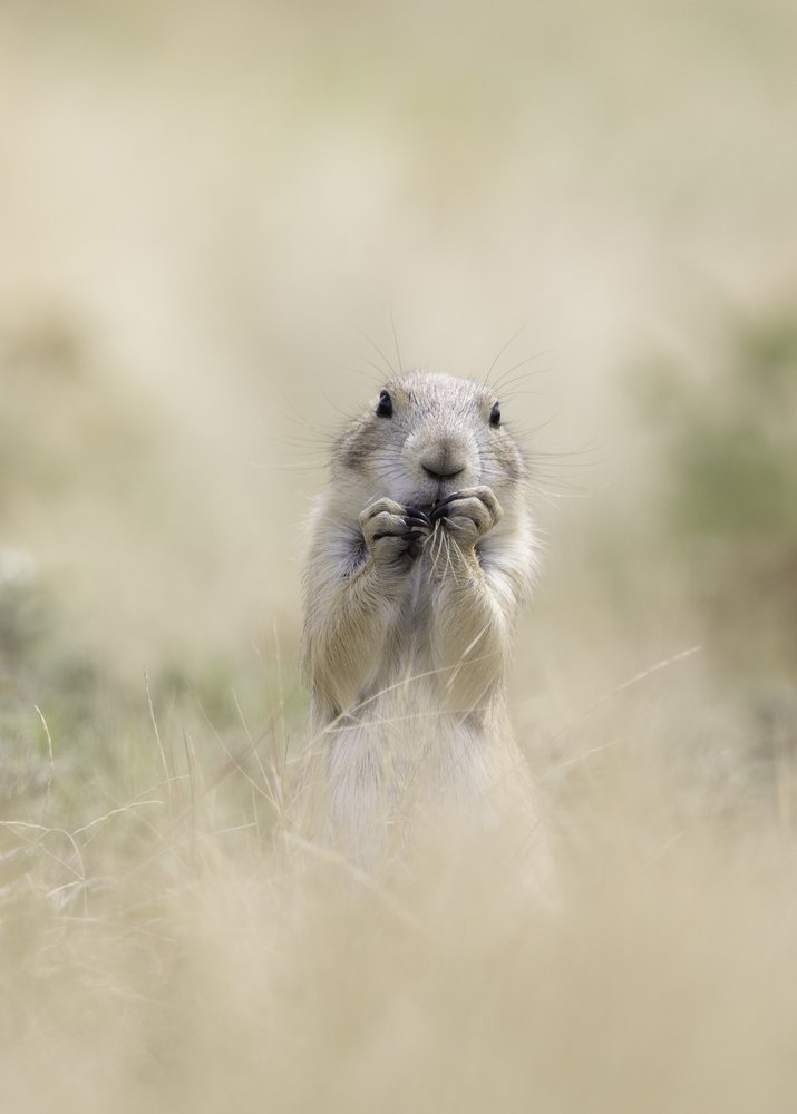 Cute Prairie Dog Eating